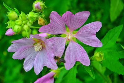 Close-up of purple flowers blooming outdoors