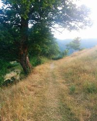 Scenic view of trees growing on field against sky