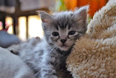 Close-up portrait of cat