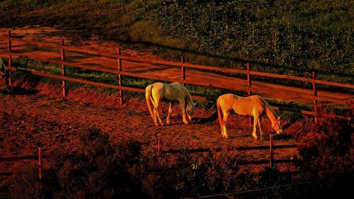 Horse grazing on field