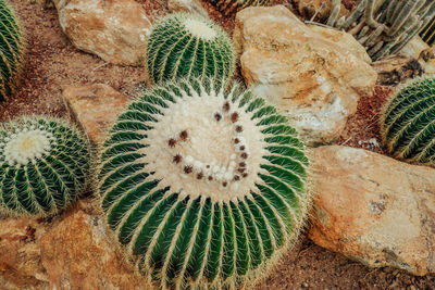 High view of cactus plants that species name is echinocactus sp. on the field