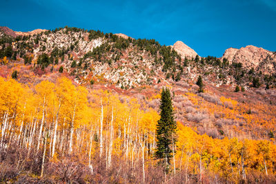 Aspen trees in fall outside salt lake city, utah