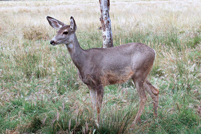 Deer in a field