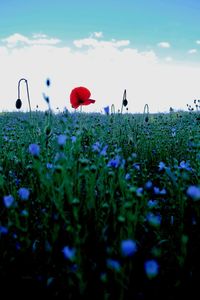 Close-up of flowering plants on field against sky