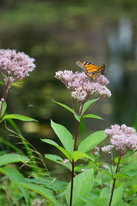 Close-up of butterfly pollinating on flower