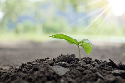 Close-up of small plant growing on field