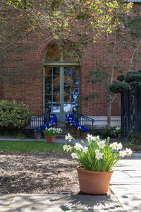 Potted plants outside building