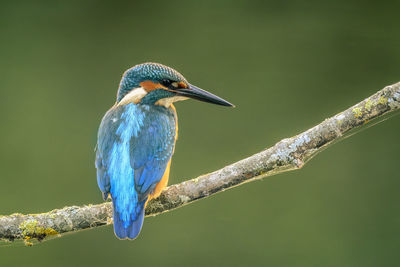 Close-up of kingfisher perching on branch