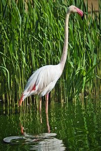 Duck standing in a lake