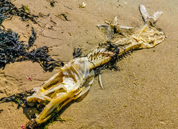 High angle view of fish on beach
