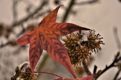 Close-up of dry maple leaves on branch