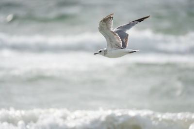 Seagull flying over sea