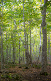 Trees in forest