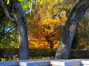 Close-up of autumn tree against sky
