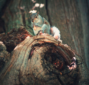 Close-up of squirrel on tree stump