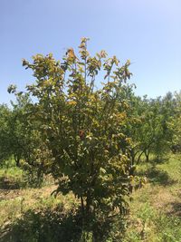 Trees and plants growing on field against sky