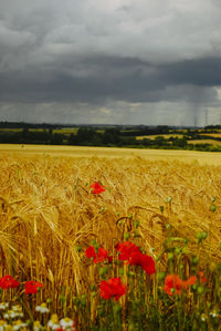 Scenic view of poppy field against cloudy sky