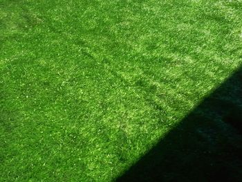 High angle view of grassy field