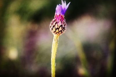 Close-up of purple flower