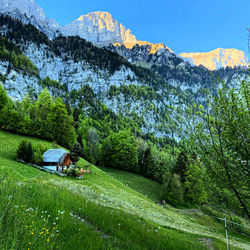 Scenic view of trees on mountain