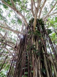 Low angle view of trees in forest