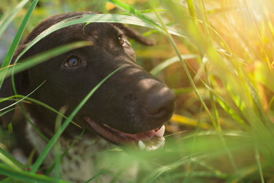 Close-up of dog