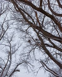 Low angle view of bare tree against sky