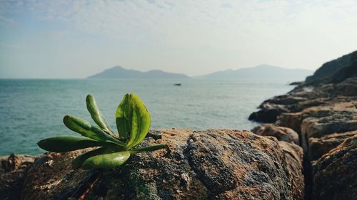 Close-up of rocks by sea against sky