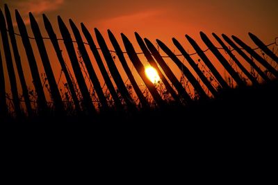 Silhouette plants against sky during sunset