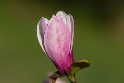 Close-up of pink lotus water lily