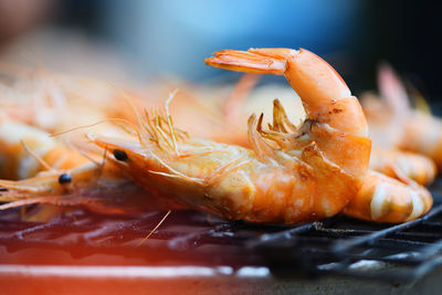 Close-up of crab in plate