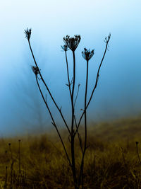 Close-up of plant on field against sky