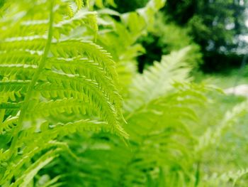 Close-up of leaves