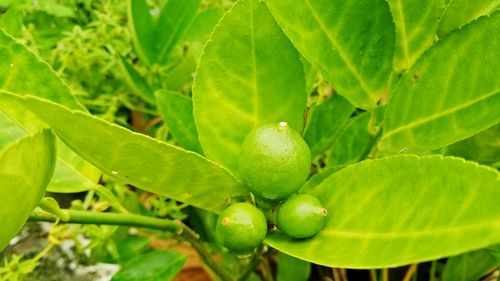 Close-up of fruit growing on plant