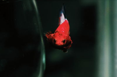 Fish swimming in aquarium