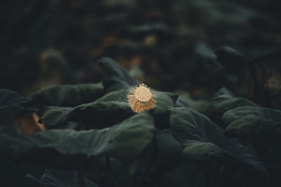 Close-up of wilted flower on plant