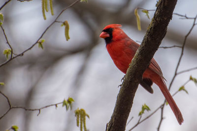 Bird perching on branch