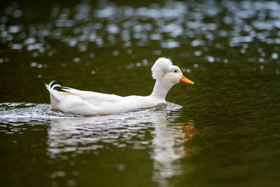 Duck swimming in lake