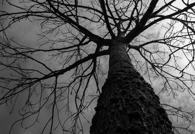 Low angle view of bare trees against sky