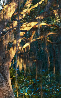 Reflection of trees in water