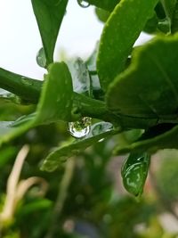 Close-up of water drops on leaf