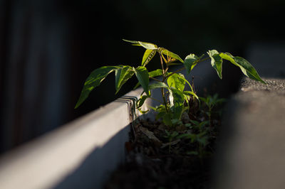 Close-up of green plant