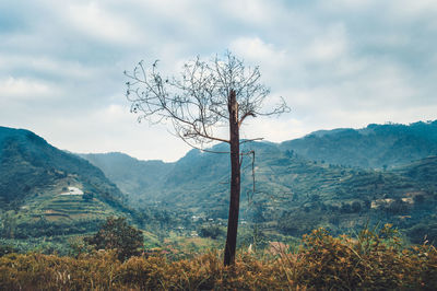 Scenic view of tree mountains against sky