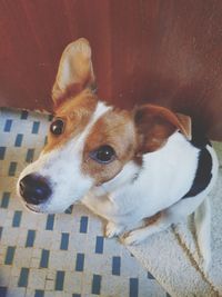 High angle view of dog looking away