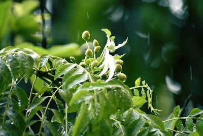 Close-up of fresh green plant