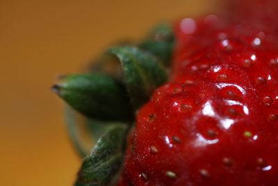 Close-up of red flower