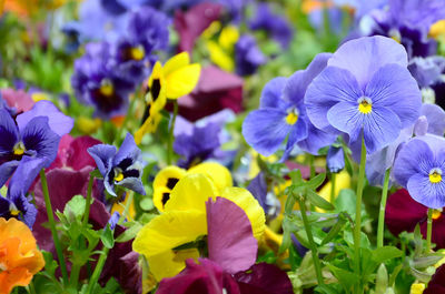 Close-up of purple flowering plants