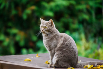 Close-up of cat