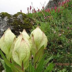 Close-up of plant