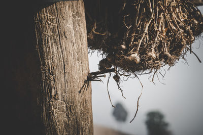 Close-up of bird perching on tree trunk